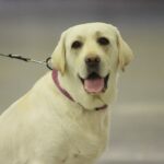 Jak schłodzić psa w upały?