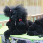 23.11.2019 Kielce. Międzynarodowa Wystawa Psów Rasowych / Wiktor Taszlow / Radio Kielce