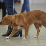 23.11.2019 Kielce. Międzynarodowa Wystawa Psów Rasowych / Wiktor Taszlow / Radio Kielce