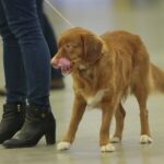 23.11.2019 Kielce. Międzynarodowa Wystawa Psów Rasowych / Wiktor Taszlow / Radio Kielce