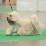 23.11.2019 Kielce. Międzynarodowa Wystawa Psów Rasowych / Wiktor Taszlow / Radio Kielce