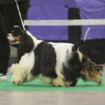 23.11.2019 Kielce. Międzynarodowa Wystawa Psów Rasowych / Wiktor Taszlow / Radio Kielce