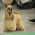 23.11.2019 Kielce. Międzynarodowa Wystawa Psów Rasowych / Wiktor Taszlow / Radio Kielce