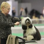 23.11.2019 Kielce. Międzynarodowa Wystawa Psów Rasowych / Wiktor Taszlow / Radio Kielce