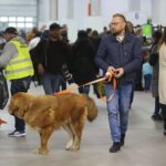 23.11.2019 Kielce. Międzynarodowa Wystawa Psów Rasowych / Wiktor Taszlow / Radio Kielce