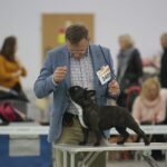 23.11.2019 Kielce. Międzynarodowa Wystawa Psów Rasowych / Wiktor Taszlow / Radio Kielce