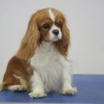 23.11.2019 Kielce. Międzynarodowa Wystawa Psów Rasowych / Wiktor Taszlow / Radio Kielce