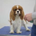 23.11.2019 Kielce. Międzynarodowa Wystawa Psów Rasowych / Wiktor Taszlow / Radio Kielce