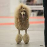 23.11.2019 Kielce. Międzynarodowa Wystawa Psów Rasowych / Wiktor Taszlow / Radio Kielce