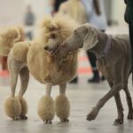 23.11.2019 Kielce. Międzynarodowa Wystawa Psów Rasowych / Wiktor Taszlow / Radio Kielce