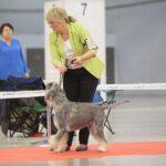23.11.2019 Kielce. Międzynarodowa Wystawa Psów Rasowych / Wiktor Taszlow / Radio Kielce