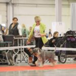 23.11.2019 Kielce. Międzynarodowa Wystawa Psów Rasowych / Wiktor Taszlow / Radio Kielce