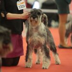 23.11.2019 Kielce. Międzynarodowa Wystawa Psów Rasowych / Wiktor Taszlow / Radio Kielce