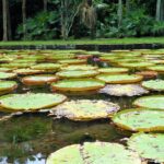 Mauritius / Joanna Dąbek