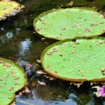 Mauritius / Joanna Dąbek