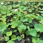 Mauritius / Joanna Dąbek