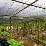 Mauritius / Joanna Dąbek