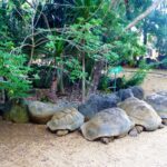 Mauritius / Joanna Dąbek