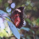 Borneo / Danuta Rasała