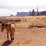 Muzyczne podróże. Miejsca mocy na świecie. USA / Beata Znojkowa