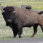 Muzyczne podróże. Miejsca mocy na świecie. USA / Beata Znojkowa