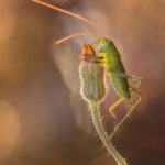 06.12.2019 Wyróżnione fotografie w konkursie „Życie jest piękne”. Autor: Paweł Pluciński