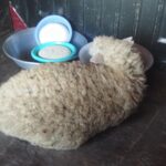 Armenia / Krzysztof Krzemiński