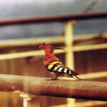 Muzyczne podróże. Antarktyka / Artur Zieliński