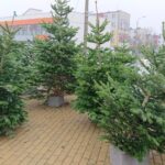 14.12.2019. Starachowice. Jarmark Bożonarodzeniowy / Anna Głąb / Radio Kielce