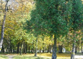 12.11.2019. Nagłowice. Park przy Dworku Mikołaja Reja / Ewa Pociejowska-Gawęda / Radio Kielce