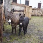 26.12.2019 Chęciny. Żywa szopka przed klasztorem ojców franciszkanów / Jarosław Kubalski / Radio Kielce