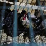 25.12.2019. Święty Krzyż. Szopka bożonarodzeniowa / Jarosław Kubalski / Radio Kielce