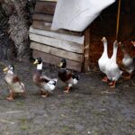 26.12.2019 Chęciny. Żywa szopka przed klasztorem ojców franciszkanów / Jarosław Kubalski / Radio Kielce