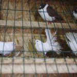 25.12.2019. Święty Krzyż. Szopka bożonarodzeniowa / Jarosław Kubalski / Radio Kielce