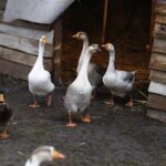 26.12.2019 Chęciny. Żywa szopka przed klasztorem ojców franciszkanów / Jarosław Kubalski / Radio Kielce