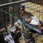 25.12.2019. Święty Krzyż. Szopka bożonarodzeniowa / Jarosław Kubalski / Radio Kielce