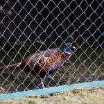 26.12.2019 Chęciny. Żywa szopka przed klasztorem ojców franciszkanów / Jarosław Kubalski / Radio Kielce