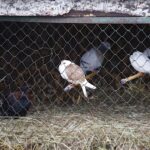 26.12.2019 Chęciny. Żywa szopka przed klasztorem ojców franciszkanów / Jarosław Kubalski / Radio Kielce