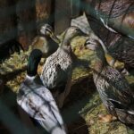 25.12.2019. Święty Krzyż. Szopka bożonarodzeniowa / Jarosław Kubalski / Radio Kielce