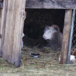 26.12.2019 Chęciny. Żywa szopka przed klasztorem ojców franciszkanów / Jarosław Kubalski / Radio Kielce