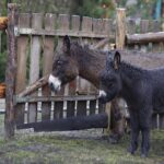 26.12.2019 Chęciny. Żywa szopka przed klasztorem ojców franciszkanów / Jarosław Kubalski / Radio Kielce