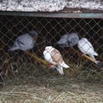 26.12.2019 Chęciny. Żywa szopka przed klasztorem ojców franciszkanów / Jarosław Kubalski / Radio Kielce