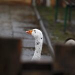 26.12.2019 Chęciny. Żywa szopka przed klasztorem ojców franciszkanów / Jarosław Kubalski / Radio Kielce