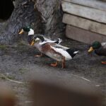 26.12.2019 Chęciny. Żywa szopka przed klasztorem ojców franciszkanów / Jarosław Kubalski / Radio Kielce