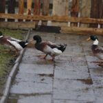 26.12.2019 Chęciny. Żywa szopka przed klasztorem ojców franciszkanów / Jarosław Kubalski / Radio Kielce