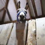 25.12.2019. Święty Krzyż. Szopka bożonarodzeniowa / Jarosław Kubalski / Radio Kielce