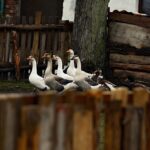 26.12.2019 Chęciny. Żywa szopka przed klasztorem ojców franciszkanów / Jarosław Kubalski / Radio Kielce