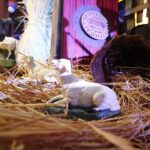 25.12.2019. Święty Krzyż. Szopka bożonarodzeniowa / Jarosław Kubalski / Radio Kielce