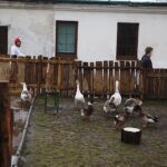 26.12.2019 Chęciny. Żywa szopka przed klasztorem ojców franciszkanów / Jarosław Kubalski / Radio Kielce