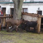 26.12.2019 Chęciny. Żywa szopka przed klasztorem ojców franciszkanów / Jarosław Kubalski / Radio Kielce